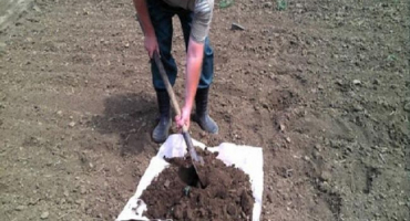 Průměrný výnos pšenice a kolik zrna lze sklidit z 1 hektaru, tabulka